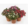 Rhododendron simsii | kamerazalea gemengde kleuren | 9 cm pot | 18 cm hoog | per stuk