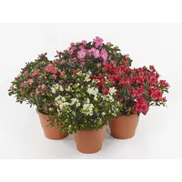 Rhododendron simsii | kamerazalea in gemengde kleuren | 9 cm pot | 18 cm hoog bij levering | verkoop per stuk