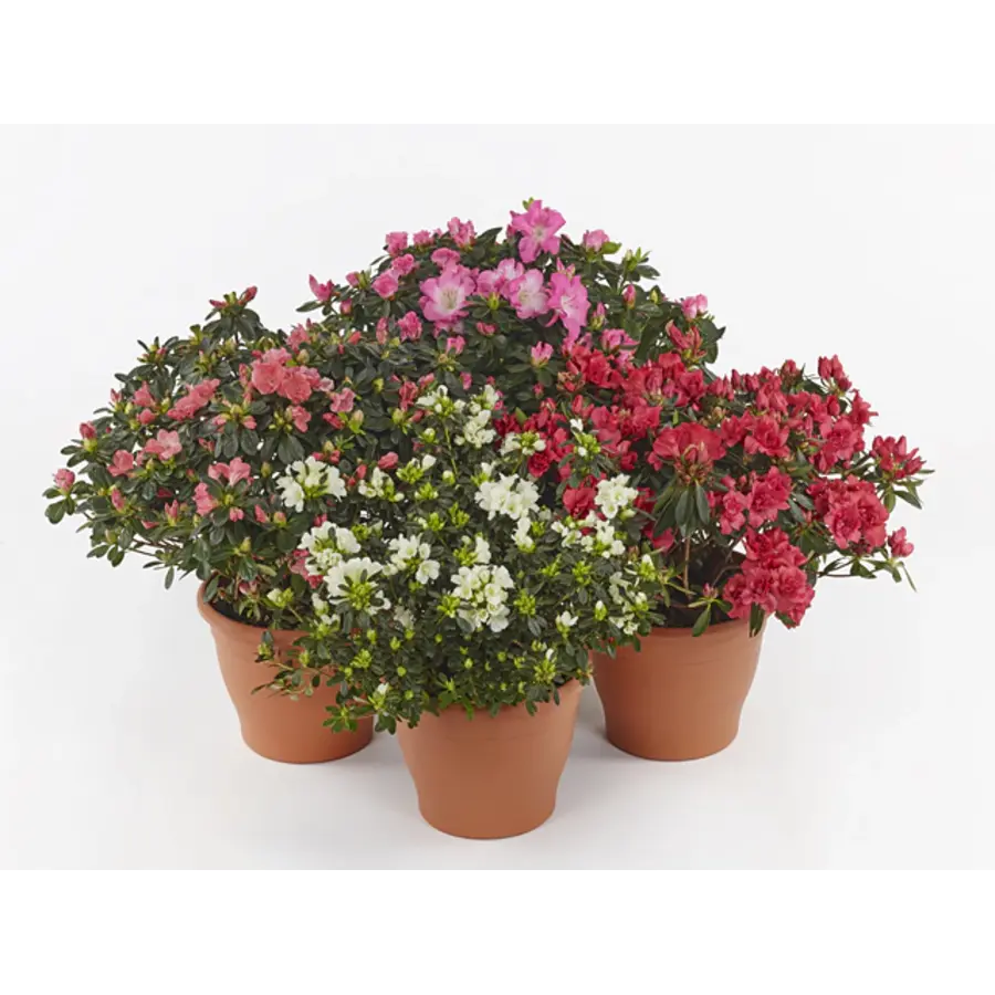 Rhododendron simsii | kamerazalea in gemengde kleuren | 9 cm pot | 18 cm hoog bij levering | verkoop per stuk