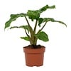 Alocasia Low Rider | 12 cm pot | 47 cm hoog