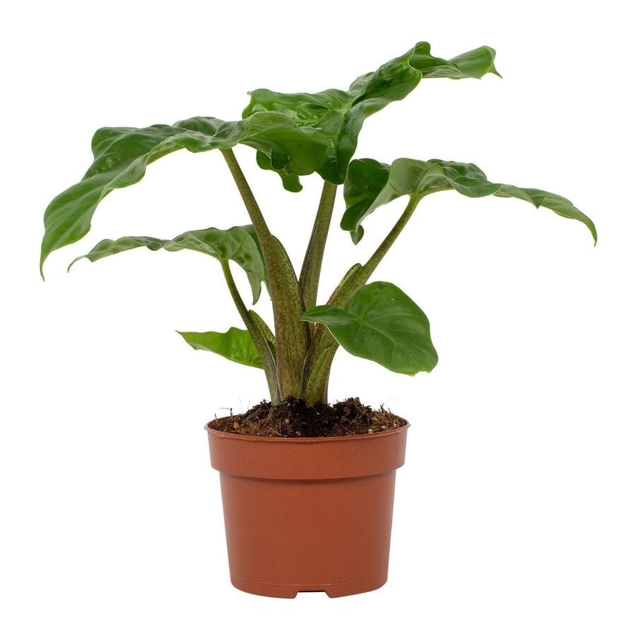 Alocasia Low Rider terrariumplant en kamerplant | 12 cm pot | 47 cm hoog bij levering