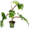 Philodendron squamiferum | 12 cm pot | 30 cm hoog