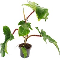 Philodendron squamiferum | terrariumplant en kamerplant | 12 cm pot | 30 cm hoog