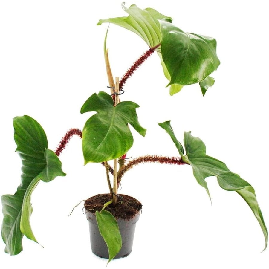 Philodendron squamiferum | terrariumplant en kamerplant | 12 cm pot | 30 cm hoog