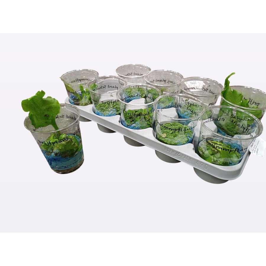 Drijfplanten in beker | seizoensafhankelijke vijverplanten | 1 soort per beker