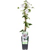 Clematis Miss Bateman | 14 cm pot | 50 cm hoog