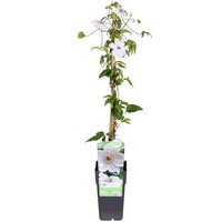 Clematis Miss Bateman bosrank | klimplant met witte bloemen | 14 cm pot | 50 cm bij levering