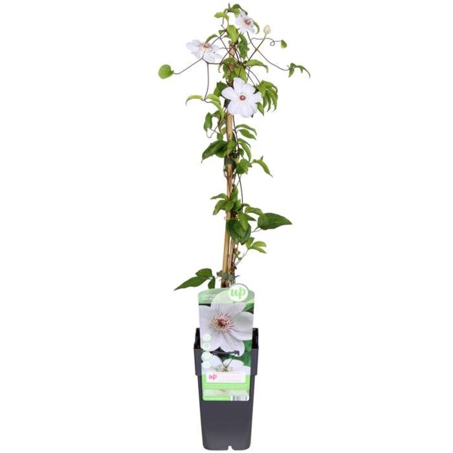 Clematis Miss Bateman bosrank | klimplant met witte bloemen | 14 cm pot | 50 cm bij levering