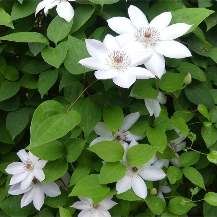 Clematis Miss Bateman bosrank | klimplant met witte bloemen | 14 cm pot | 50 cm bij levering