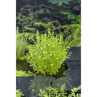 Gratiola Officinalis | Genadekruid | In 9CM pot