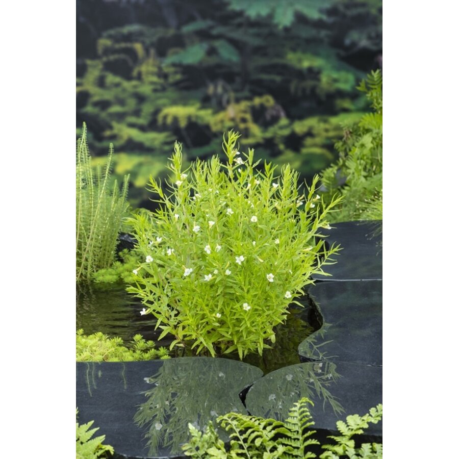 Gratiola Officinalis | Genadekruid | In 9CM pot