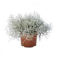 Leucophyta brownii (zilverstruikje) | 18 cm hoog | In 10,5 cm pot | Zilvergrijze structuurplant