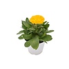 Calendula officinalis | 10cm pot | 15cm hoog