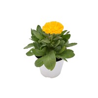 Calendula officinalis (goudsbloem) | 10 cm pot | ca. 15 cm bij levering