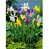 Iris reticulata gemengd 3 kleuren | P9 | 15 cm | 2 bollen | per stuk