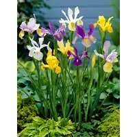 Iris reticulata gemengd in 3 kleuren | dwergiris | 2 bollen per P9 pot | 15 cm bij levering | verkoop per stuk