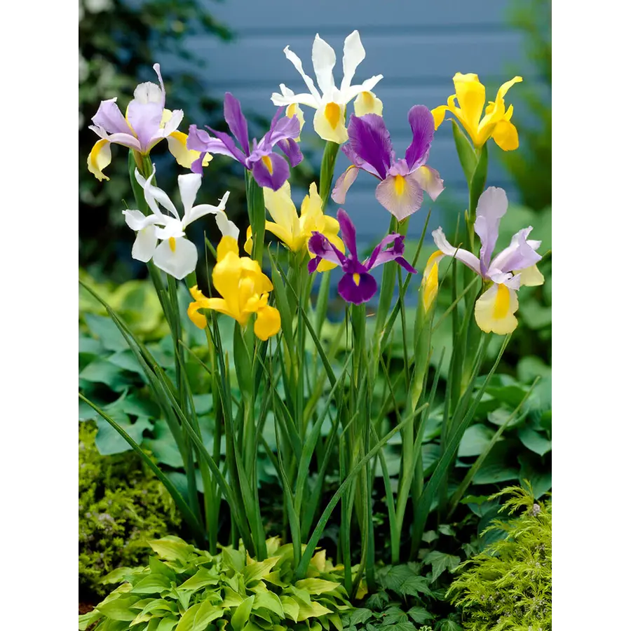 Iris reticulata gemengd in 3 kleuren | dwergiris | 2 bollen per P9 pot | 15 cm bij levering | verkoop per stuk