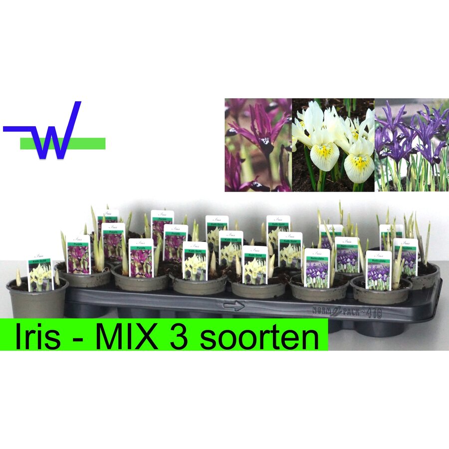 Iris reticulata gemengd in 3 kleuren | dwergiris | 2 bollen per P9 pot | 15 cm bij levering | verkoop per stuk