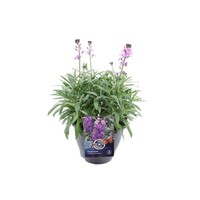 Erysimum cheiri (muurbloem | steenraket) lichtpaars | 10 cm pot | 18 cm bij levering | geurige voorjaarsbloeier