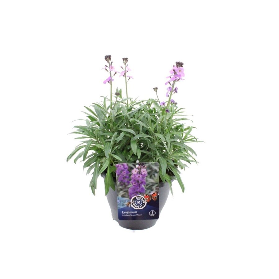 Erysimum cheiri (muurbloem | steenraket) lichtpaars | 10 cm pot | 18 cm bij levering | geurige voorjaarsbloeier