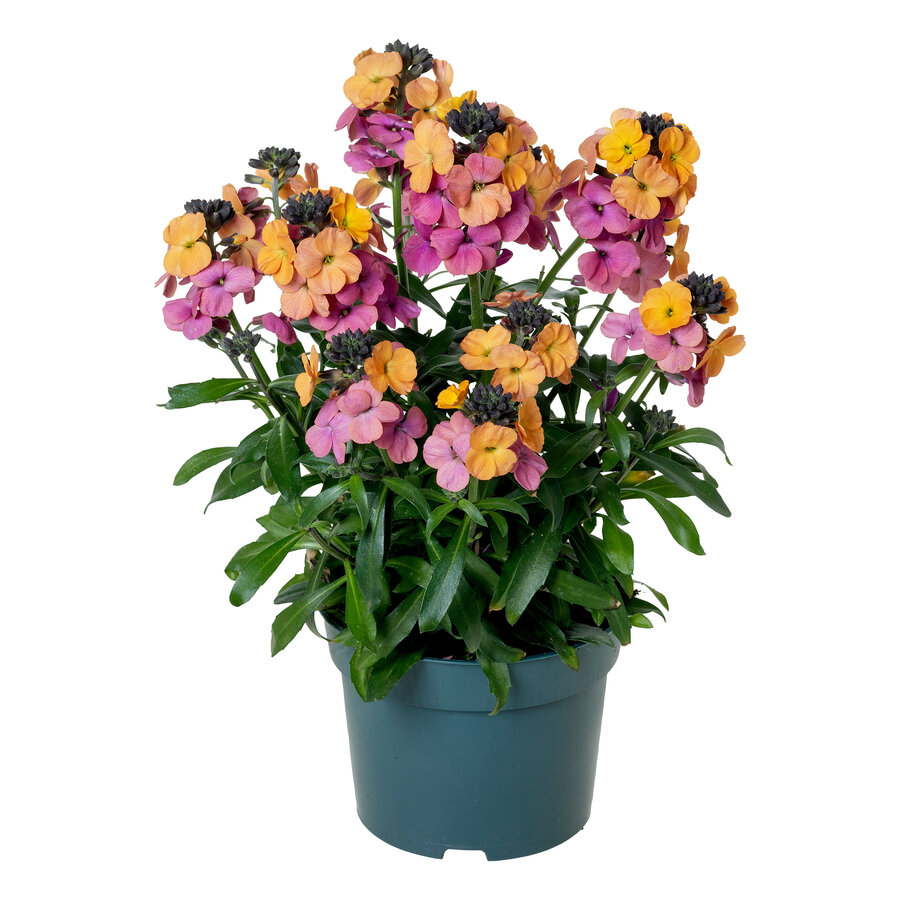 Muurbloem (Erysimum cheiri) paars | geel in 10 cm pot, geleverd op circa 18 cm, geurende voorjaarsbloeier voor zon | halfschaduw