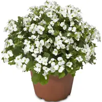 Arabis caucasica | witte rotskers (randjesbloem) | Pot 12 cm | 23 cm hoog bij levering