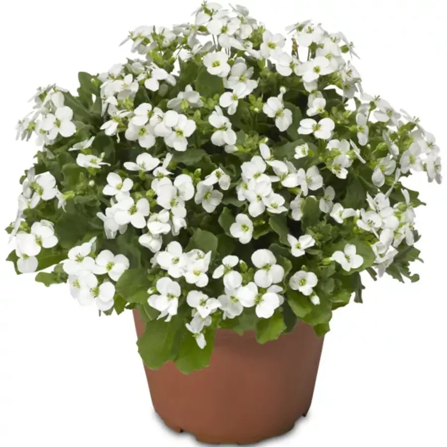 Arabis caucasica | witte rotskers (randjesbloem) | Pot 12 cm | 23 cm hoog bij levering