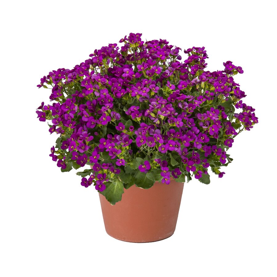Arabis caucasica (scheefkelk) | roze bloei | 23 cm hoog bij levering | in 12 cm pot | bodembedekker voor rotstuin en border