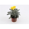 Euryops pectinatus 'Silver Star' | 10cm pot | 22cm hoog