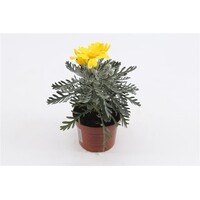 Euryops pectinatus 'Silver Star' | zilvergrijs blad en gele bloemen | 10cm pot | 22cm bij levering