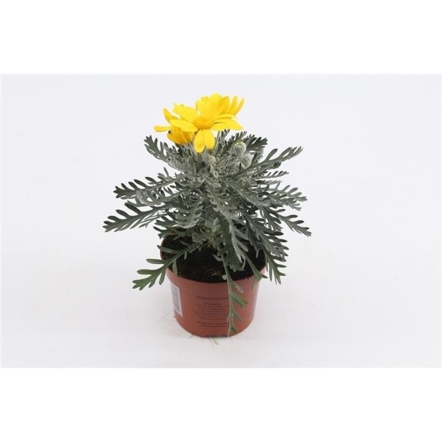 Euryops pectinatus 'Silver Star' | zilvergrijs blad en gele bloemen | 10cm pot | 22cm bij levering