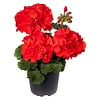 Pelargonium zonale 'Tango Dark Red' | 10 cm pot | 18 cm hoog