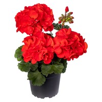 Pelargonium zonale 'Tango Dark Red' | donkerrode geranium voor balkon en terras | 10 cm pot | 18 cm bij levering