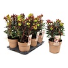 Euphorbia amygdaloides 'Purpurea' | 13 cm pot | 26 cm hoog