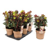 Euphorbia amygdaloides 'Purpurea' | purperbladige wolfsmelk voor schaduwborder | 13 cm pot | 26 cm hoog