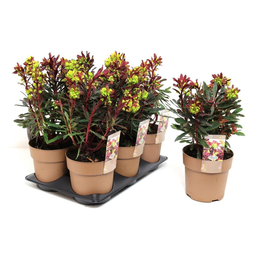 Euphorbia amygdaloides 'Purpurea' | purperbladige wolfsmelk voor schaduwborder | 13 cm pot | 26 cm hoog