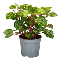 Iresine herbstii ‘Rich Funnygold’ sierbladplant | 13 cm pot | 21 cm bij levering | goudgeel blad met rode nerven voor terras en border