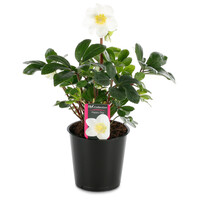 Helleborus niger 'Happy Day' (kerstroos) | 12 cm pot | 20 cm bij levering
