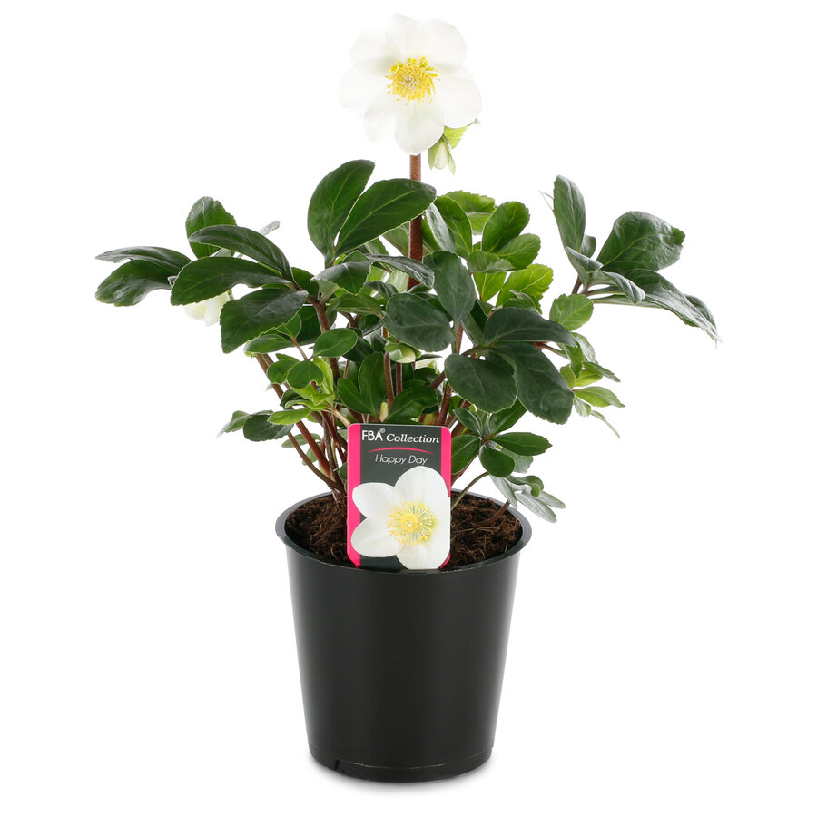 Helleborus niger 'Happy Day' (kerstroos) | 12 cm pot | 20 cm bij levering