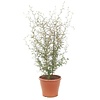 Sophora prostrata 'Little Baby' | 12 cm pot | 35 cm hoog