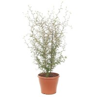 Sophora prostrata 'Little Baby' | compacte honingboom met zigzagtakken | 12 cm pot | 35 cm hoog
