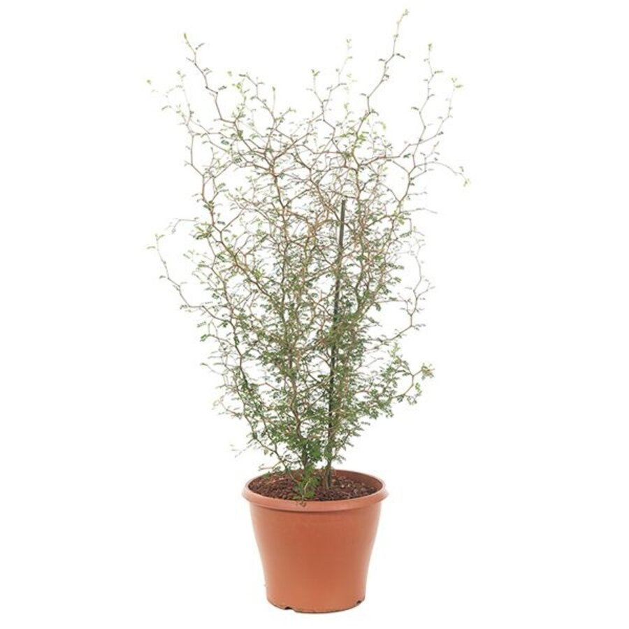 Sophora prostrata 'Little Baby' | compacte honingboom met zigzagtakken | 12 cm pot | 35 cm hoog