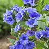 Longkruid Pulmonaria angustifolia 'Azurea' | 17 cm pot | 20 cm hoog