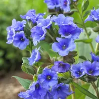 Pulmonaria angustifolia 'Azurea' (longkruid) | 17 cm pot | ca. 20 cm hoogte bij levering | vroege blauwe bloei