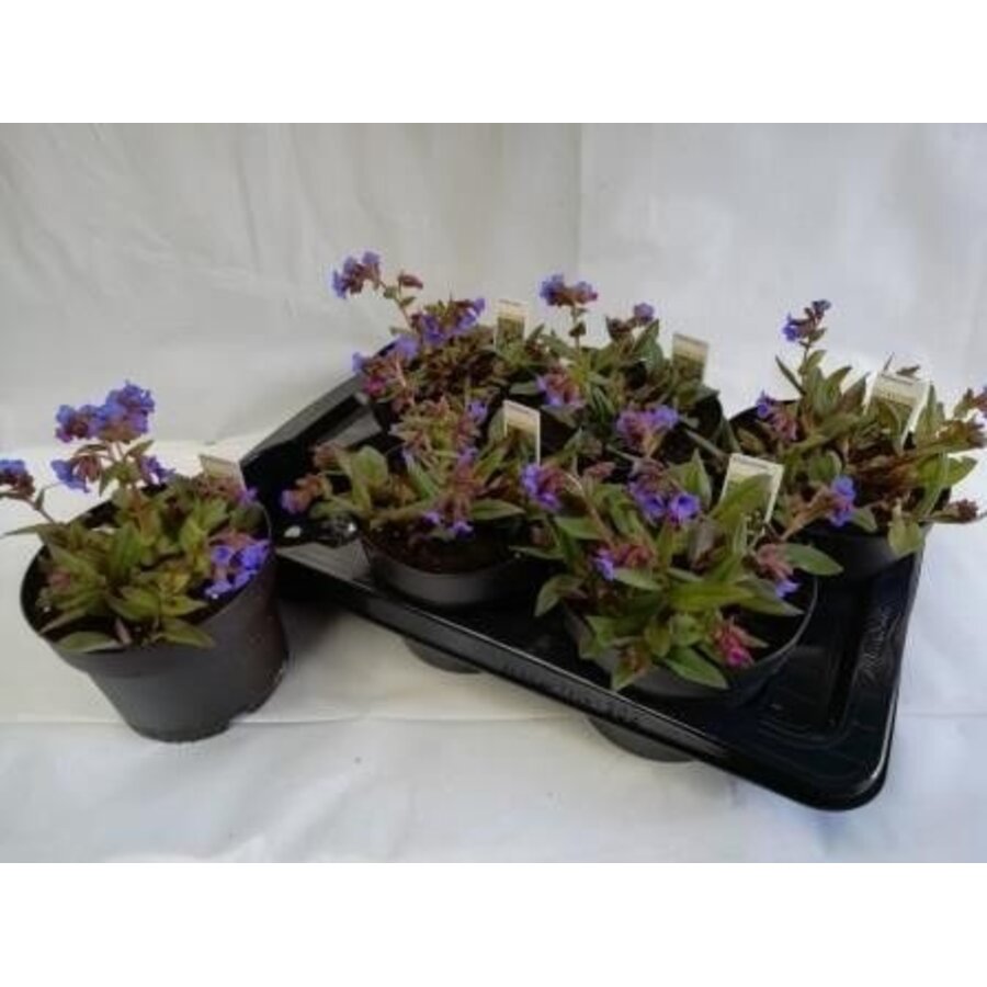 Pulmonaria angustifolia 'Azurea' (longkruid) | 17 cm pot | ca. 20 cm hoogte bij levering | vroege blauwe bloei