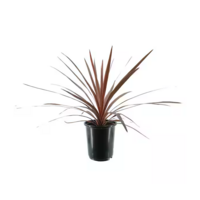Cordyline australis 'Red Star' | rode koolpalm | 11 cm pot | 45 cm bij levering