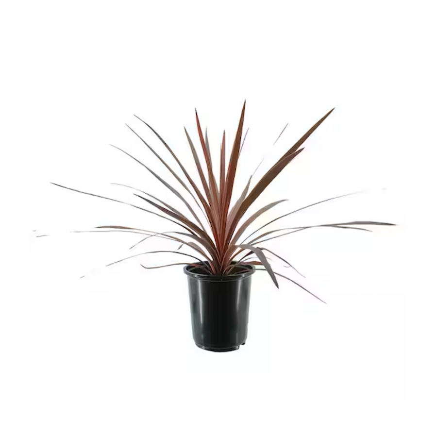 Cordyline australis 'Red Star' | rode koolpalm | 11 cm pot | 45 cm bij levering