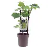 Vitis Muscat of Alexandria | druivenplant | potmaat C2 | 60 tot 80 cm