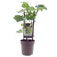 Vitis Muscat of Alexandria druivenplant C2 | 60 tot 80 cm | aromatische witte tafeldruif