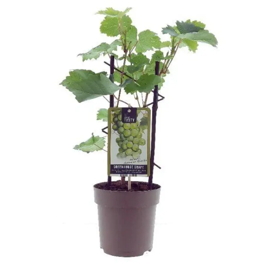 Vitis Muscat of Alexandria druivenplant C2 | 60 tot 80 cm | aromatische witte tafeldruif